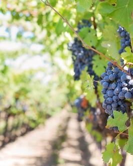 Vino e vigneti