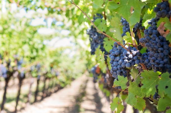 Wine and Vineyards - 3